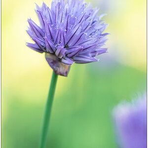 270 Schnittlauchblüte