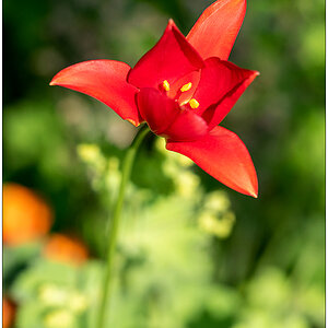273 Rote Blüte
