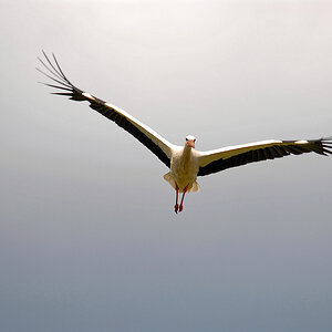 Storch 10.jpg