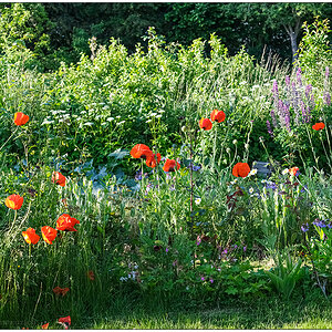 277 Mohn im Abendlicht I
