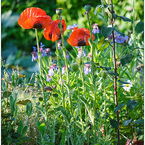 278 Mohn im Abendlicht II