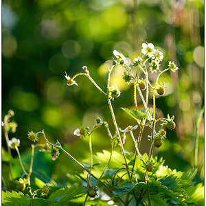 280 Erdbeerblüte