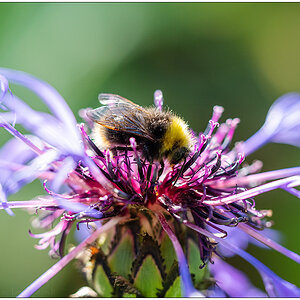 282 Hummel auf Blume