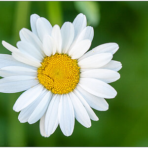 284 Weiße Margeritenblüte