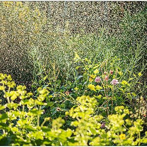 286 Wassertropfen im Gegenlicht