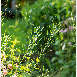 287 Abendlicht und Wassertropfen