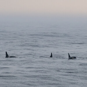 AL557 Orcas-4.jpg