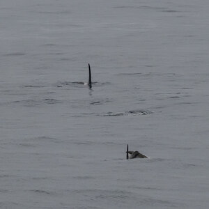 AL557 Orcas-8.jpg
