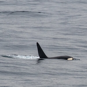 AL557 Orcas-11.jpg
