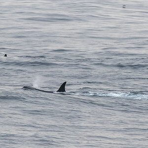 AL557 Orcas-13.jpg