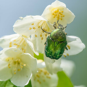 RosenkäferImJasmin-.jpg