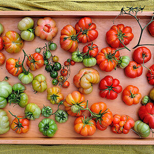 Tomatenernte.jpg