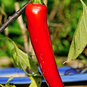 Paprika rot.jpg