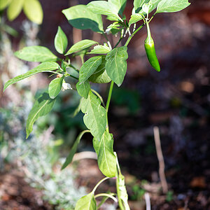 Chilifrucht grün.jpg