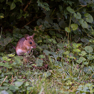 Walmaus (1 von 6).JPG