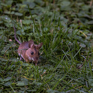 Walmaus (2 von 6).JPG