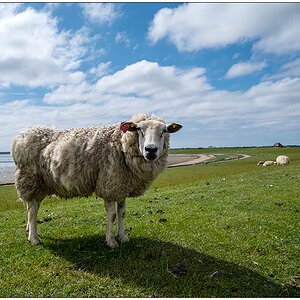 303 Sylt – Nösse-Deich mit Schaf