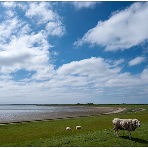304 Sylt – Nösse-Deich mit Schafen