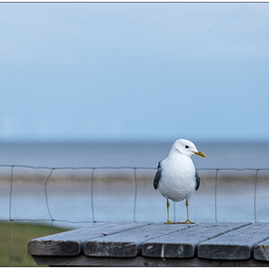 306 Sylt – Möwe auf dem Nösse-Deich