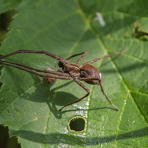 Fangspinne (1 von 1).JPG