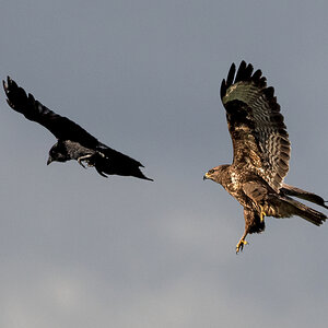 D50_0119_Bussard scheucht KräheIA_4_2021.jpg
