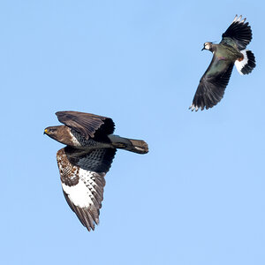 D50_0223_Bussard wird von Kiebitz gejagt_IA_4_2021.jpg