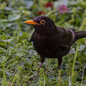 Herr Amsel (1 von 1).JPG