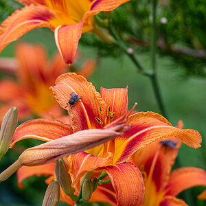 F75_4037.jpg