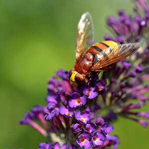 Hornissenschwebfliege_1200.jpg