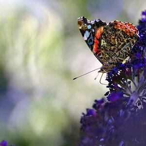schmetterling_1203.jpg
