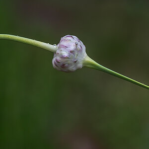 Knoblauch (1 von 1).JPG