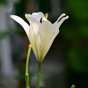 DSC_10490.jpg