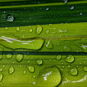 Blatt mit Wassertropfen