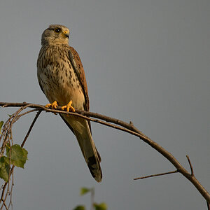 EOS-R5-Jul 18 2021-4448.jpg
