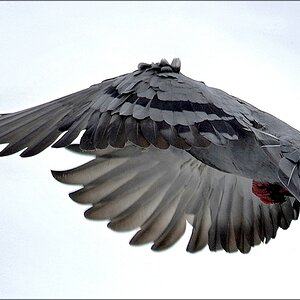 comp_Birds2.jpg