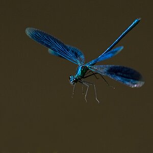 D50_4643_blauer Helikopter IA_8_2017.jpg