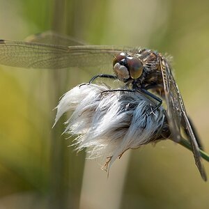 D75_7378_LibelleIV_IA_Tister Moor_5_2017.jpg