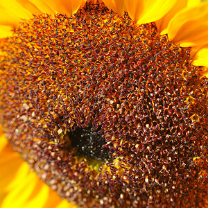 Sonnenblume.jpg