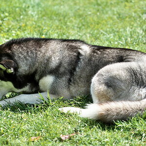 DFX_9527.jpg