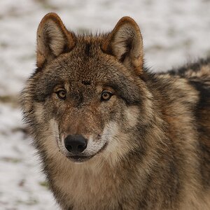 Wolf Sababurg.jpg