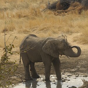 Entefant_2.jpg