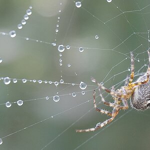 Kleine Kreuzspinne.jpg