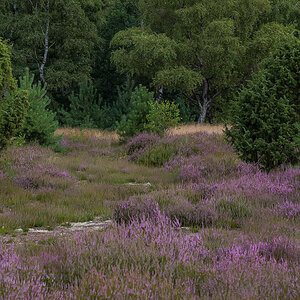 Bokeler Heide 1 (1 von 1).JPG