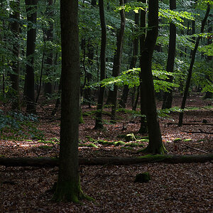 Im Lüßwald 3 (1 von 1).JPG