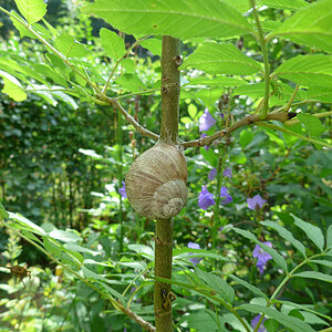 Weinbergschnecke 6.jpg