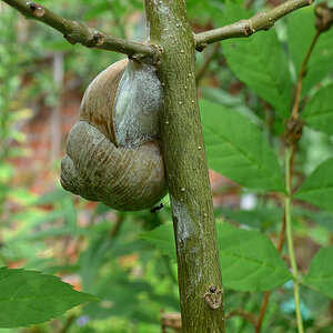 Weinbergschnecke 8.jpg
