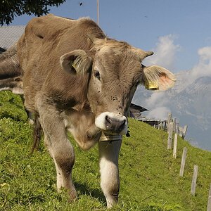 Stanserhorn.jpg