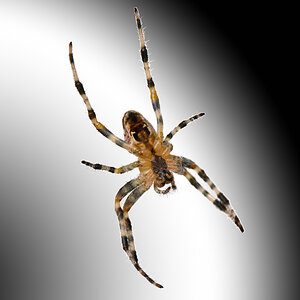 kreuzspinne_1203.jpg