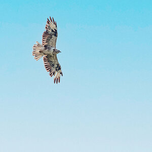 Bussard2_Tschechien-.jpg