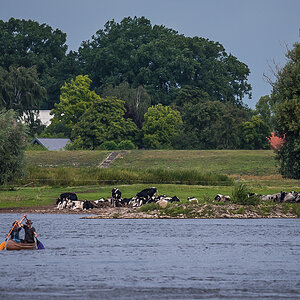 Kanu auf der Elbe bei Bitter (1 von 1).JPG